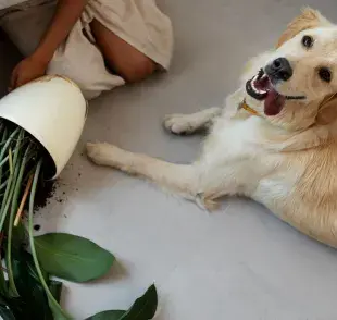 La primera señal de intoxicación es vómito. Llévalo al veterinario.