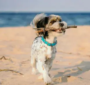Recuerda que los perros no deben tomar agua del mar.