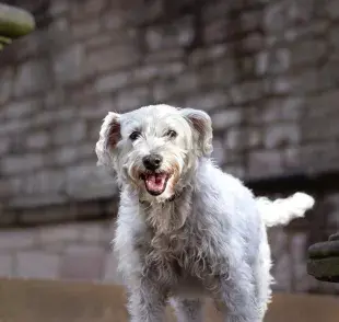 Los perros viejitos sufren mucho de la cadera.