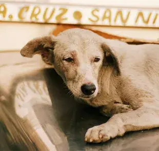 Los perros con dolor pueden dejar de comer o jugar.