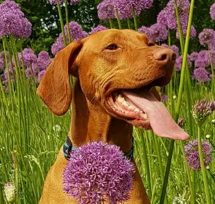 Durante abril, los perros puedes mostrar su alergia al polen.