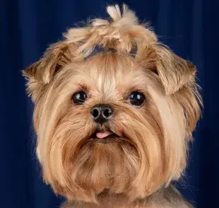 Plancharle el pelo a tu perro es un asunto estético, no tiene beneficios extras.