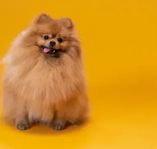 El estornudo inverso ocurre cuando los músculos del perro sufren espasmos