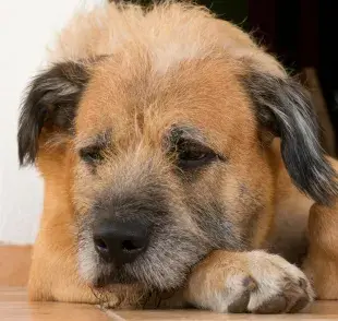 La insuficiencia renal es común en perros senior.