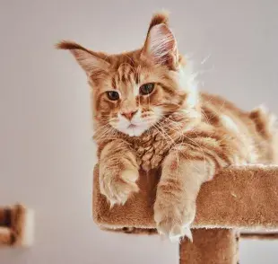 Los gatos Maine Coon necesitan una alimentación especial, debido a su tamaño.