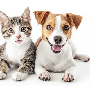 Aunque quieras consentir a tu mascota, el chocolate es muy dañino.