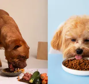 Recuerda que la alimentación de tu perro debe ser basada en sus necesidades y tamaño.