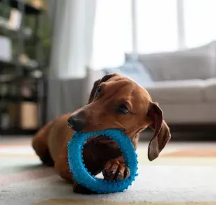 La regla del tres te ayudará a entrar a tu perro sin estrés.