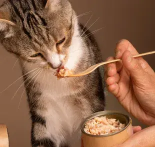 Gatos con insuficiencia renal prefieren comer en porciones pequeñas y más frecuentes