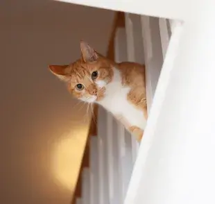 Los gatos no les gusta tanto la soledad como parece.