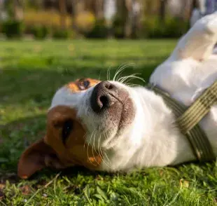 Muchos perros comen pasto para inducir el vómito.