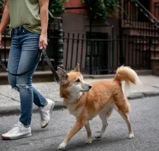 Si a tu perro le da miedo la calle, debes buscar zonas tranquilas para mejorar su conducta.