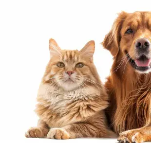 Esterilizar a tus mascotas puede ser accesible en la UNAM.