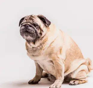 Un perro con obesidad puede generarle muchos problemas de salud.