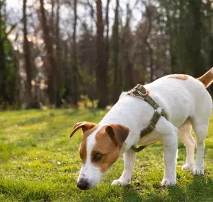 Los perros orinan en el mismo sitio para marcar territorio.