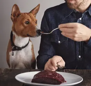 Mantén los restos de comida fuera del alcance de tu perro.