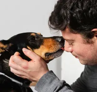 Tu perro sabe cuando hizo algo mal, así que hace estos gestos para pedir perdón.