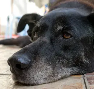 Un perro pequeño se considera senior a los 10-12 años.
