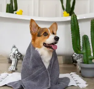 Recuerda que bañar en exceso a tu perro puede ocasionarle problemas en la piel.