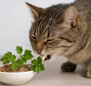 El mal aliento de tu gato puede significar problemas de salud. 
