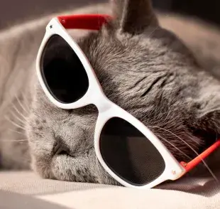 Durante el calor, es normal que tu gato pierda el apetito. Pero revisa que coma lo suficiente.