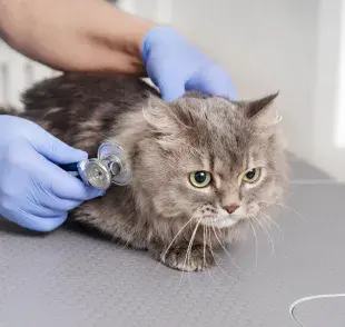  La llamada “gripe felina” puede convertirse en portador de por vida.