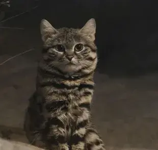 Gyra también es conocido como gato patinegro y es el felino más letal del planeta.