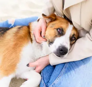 Los pañales son una gran opción para evitar embarazos en perros, pero ¡ojo! Nada mejor que la esterilización. 