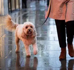 Recuerda que hay razas de perros que necesitan más espacio que otros.