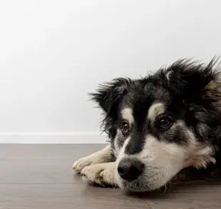 Los perros también pueden tener problemas para dormir cuando no se sienten bien psicológicamente.