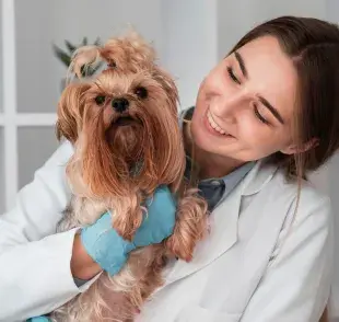 Llevar a tu cachorro al veterinario puede ayudarte a detectar problemas de salud.