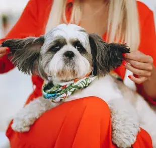 Los Shih Tzu son peluches con personalidad de jefes.