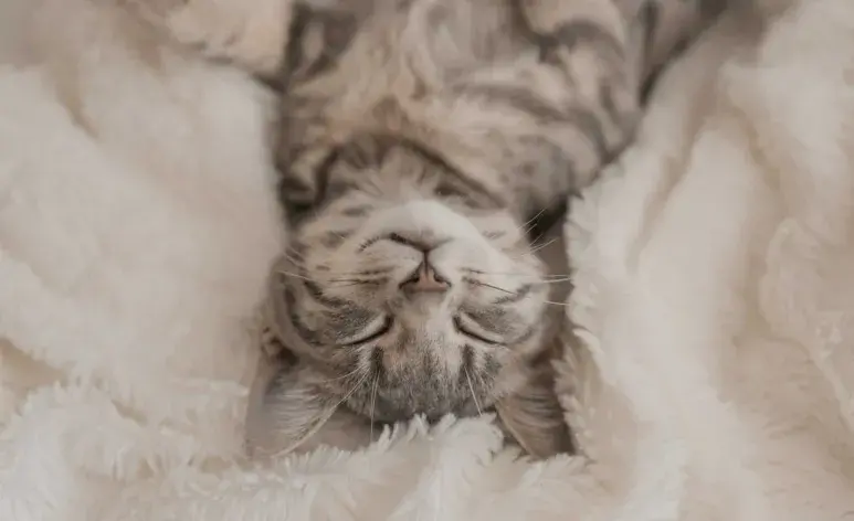 Gato de rayas sonriendo. Foto: Envato/shiwork