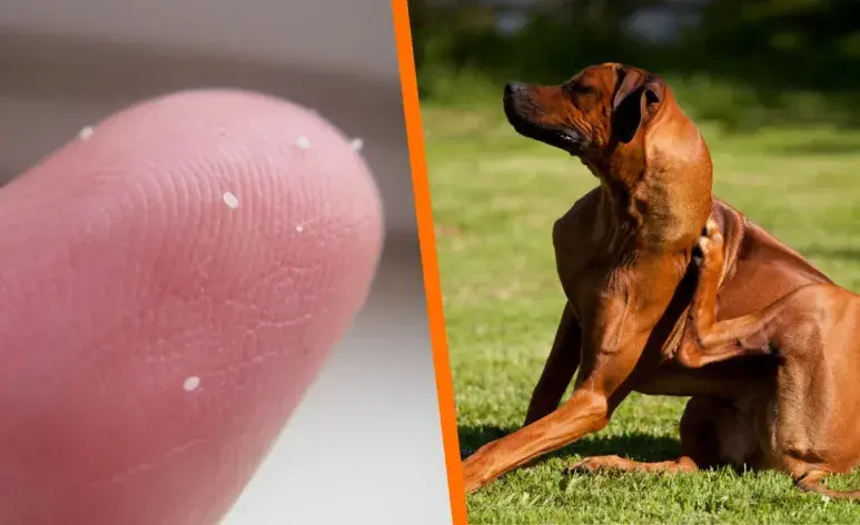 Huevos de pulgas o suciedad: ¿cómo diferenciarlos?