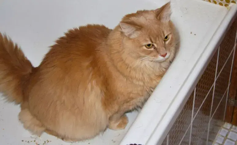 Descubre la razón por la que tu gato orina en todos lados