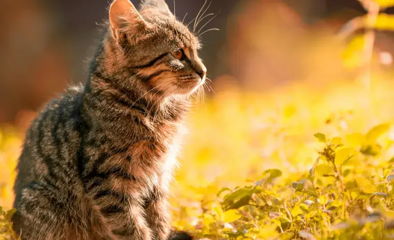 Si quieres cambiar la arena de tu gato, hazlo gradualmente para que se acostumbre.