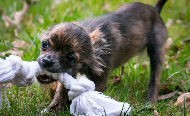 Jugar 15 minutos con tu perro puede mejorar su salud (y la tuya).