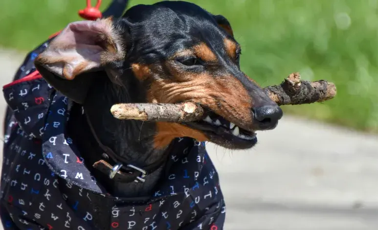 Recuerda invertir en juguetes para perros de calidad. 