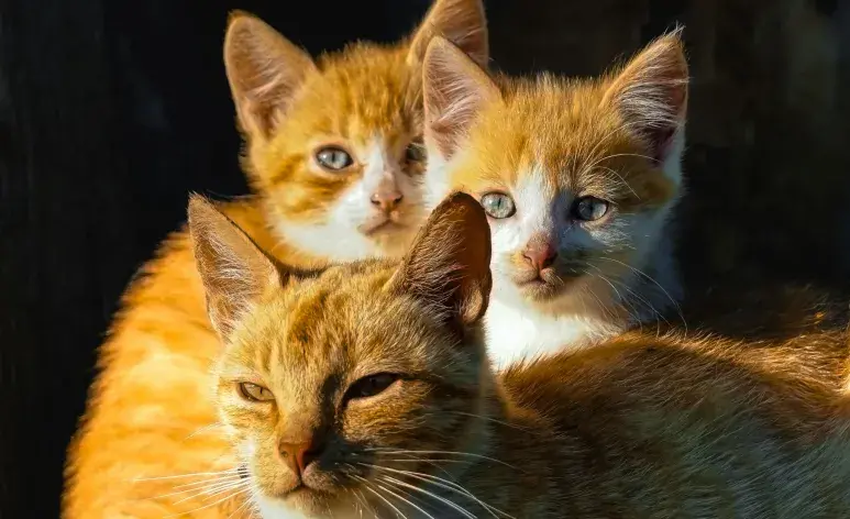 Los gatos naranja son conocidos por su carácter feliz y desenfrenado.