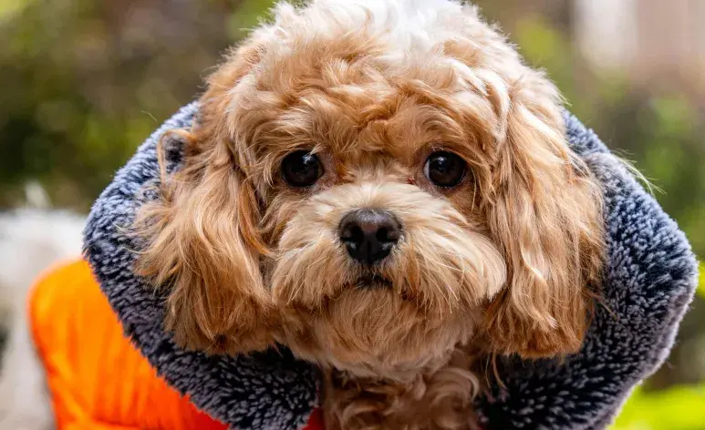 Si tu perro orina mucho y muy seguido, puede ser una enfermedad.