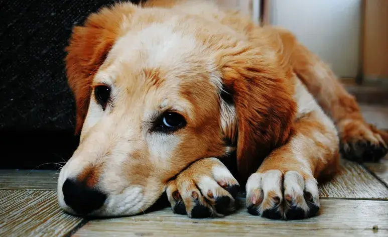 Remedios caseros para dolor de estómago en perros