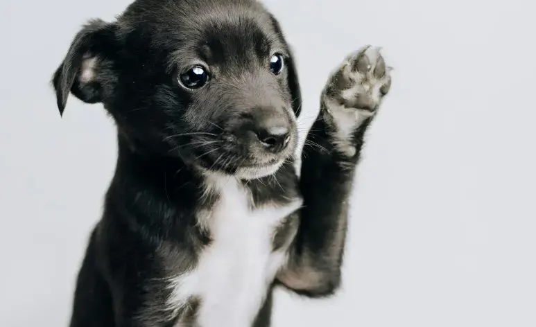Recuerda que la alimentación es básica para una mejor vida para el cachorro.