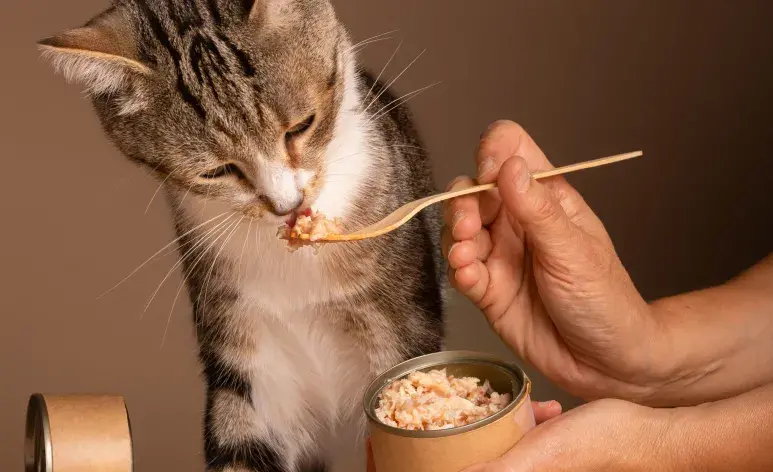 Si tu gato está enfermo del estómago evita los lácteos.