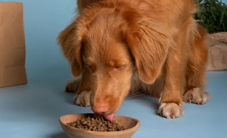 Si tu perro ya es viejo, evita darle lácteos y otros alimentos.