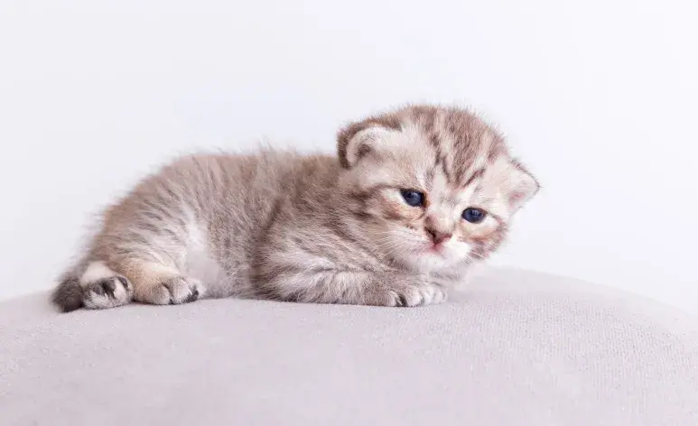 Es difícil saber si tu gato será de pelo corto o largo; no te bases en sus padres.