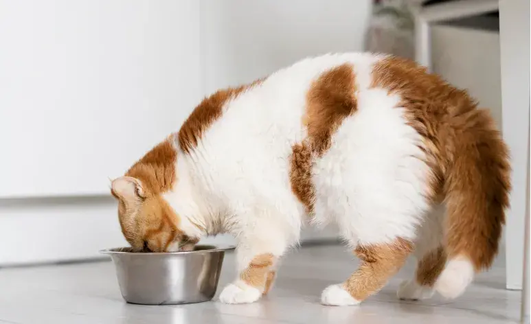 Si tu gato tiene diarrea o vómito, no olvides darle líquidos.