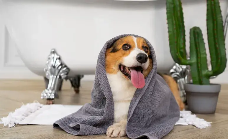 No es un error bañar a tu perra durante su celo.