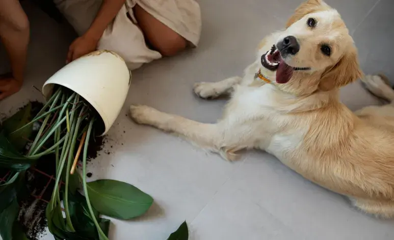 La primera señal de intoxicación es vómito. Llévalo al veterinario.