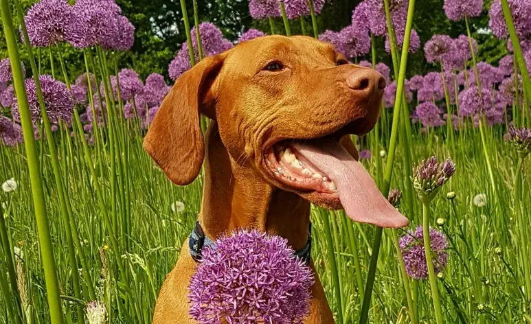 Durante abril, los perros puedes mostrar su alergia al polen.