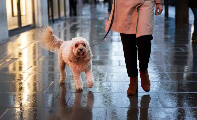 Puedes aplicarle botas a tu perro para que no se resbale.